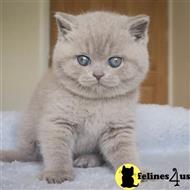 british shorthair kitten posted by wyattharper31
