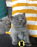 british shorthair kitten posted by wyattharper31