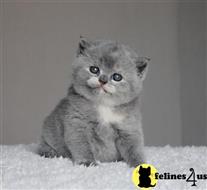 british shorthair kitten posted by wyattharper31