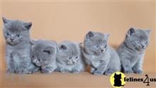 british shorthair kitten posted by wyattharper31