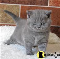 british shorthair kitten posted by wyattharper31
