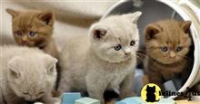 british shorthair kitten posted by wyattharper31