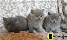 british shorthair kitten posted by wyattharper31