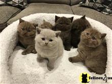 british shorthair kitten posted by wyattharper31