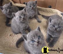 british shorthair kitten posted by wyattharper31