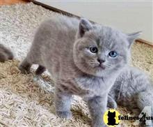 british shorthair kitten posted by wyattharper31