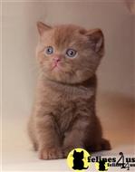 british shorthair kitten posted by wyattharper31