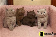 british shorthair kitten posted by wyattharper31
