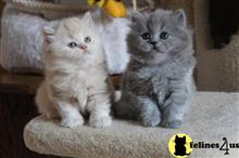 british shorthair kitten posted by wyattharper31