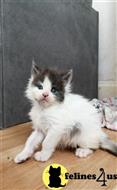 maine coon kitten posted by wyattharper31