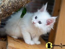 maine coon kitten posted by wyattharper31