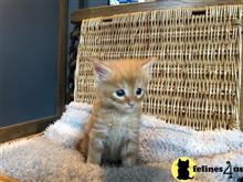 maine coon kitten posted by wyattharper31