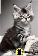 maine coon kitten posted by wyattharper31