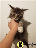 maine coon kitten posted by wyattharper31