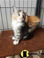 maine coon kitten posted by wyattharper31