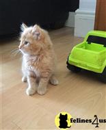 maine coon kitten posted by wyattharper31