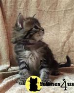 maine coon kitten posted by wyattharper31