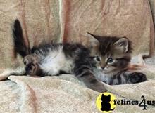 maine coon kitten posted by wyattharper31