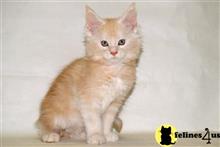 maine coon kitten posted by wyattharper31
