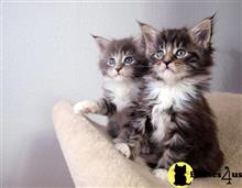 maine coon kitten posted by wyattharper31