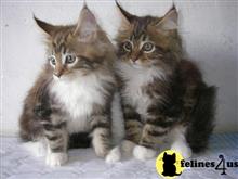 maine coon kitten posted by wyattharper31
