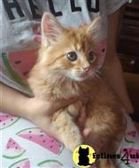 maine coon kitten posted by wyattharper31