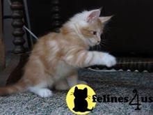 maine coon kitten posted by wyattharper31