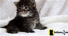maine coon kitten posted by wyattharper31