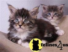 maine coon kitten posted by wyattharper31