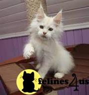 maine coon kitten posted by wyattharper31