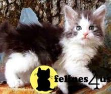 maine coon kitten posted by wyattharper31