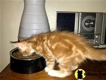 maine coon kitten posted by wyattharper31