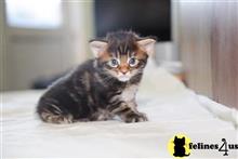 maine coon kitten posted by wyattharper31