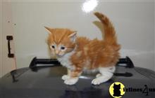 maine coon kitten posted by wyattharper31