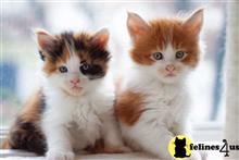maine coon kitten posted by wyattharper31