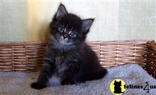 maine coon kitten posted by wyattharper31