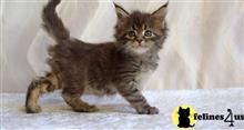 maine coon kitten posted by wyattharper31