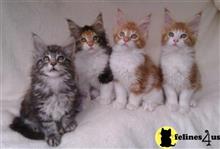 maine coon kitten posted by wyattharper31
