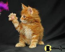 maine coon kitten posted by wyattharper31
