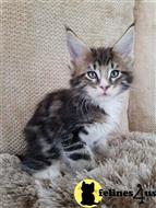 maine coon kitten posted by wyattharper31