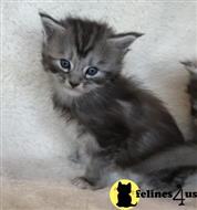 maine coon kitten posted by wyattharper31
