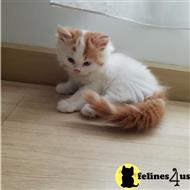 maine coon kitten posted by wyattharper31