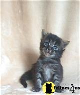 maine coon kitten posted by wyattharper31