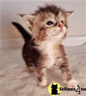 maine coon kitten posted by wyattharper31