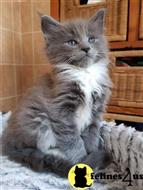 maine coon kitten posted by wyattharper31