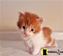 maine coon kitten posted by wyattharper31