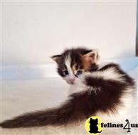 maine coon kitten posted by wyattharper31