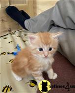 maine coon kitten posted by wyattharper31