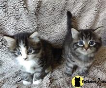 maine coon kitten posted by wyattharper31