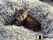 maine coon kitten posted by wyattharper31